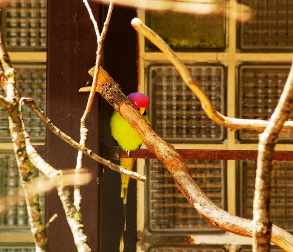 Image Plum Headed Parakeet Psittacula Cyanocephala Parakeet Family Psittacidae — Stock Photo, Image