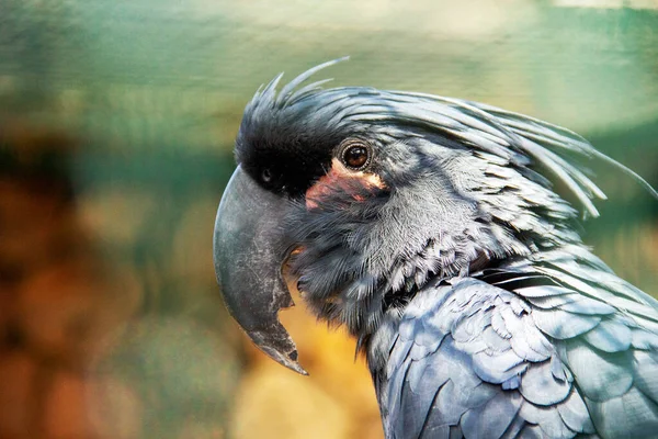 Πλευρική Άποψη Από Ένα Palm Cockatoo Probosciger Atermus Επίσης Γνωστή — Φωτογραφία Αρχείου