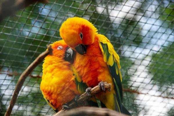 Vedere Doi Papagali Soare Asemenea Cunoscut Avicultură Conura Soarelui Aratinga — Fotografie, imagine de stoc