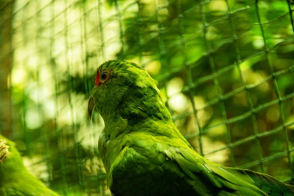 Tekintse Meg Vinaceous Mellű Amazon Amazona Vinacea Egy Faj Papagáj — Stock Fotó
