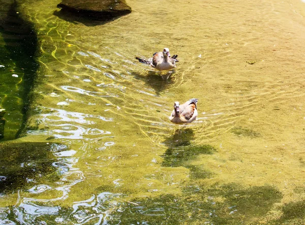 Foto Dos Patito Ruddy Flotando Estanque Latino Tadorna Ferruginea — Foto de Stock