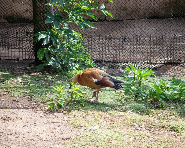 Vue Latérale Canard Roux Connu Inde Sous Nom Canard Brahmine — Photo