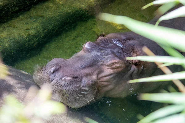 Hipopótamo Bajo Agua También Llamado Hipopótamo Hipopótamo Común Hipopótamo Río — Foto de Stock