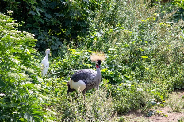 Vista Uma Garça Gado Guindaste Coroa Orgulhosamente Através Grama Alta — Fotografia de Stock