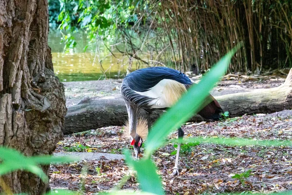 Latince Balearica regulorum arayışında olan bir vinç yan görüntüsü
