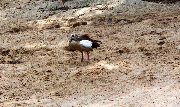 Sahilde bir Mısırlı kaz. Mısırlı Kaz, Anatidae familyasının bir üyesidir.