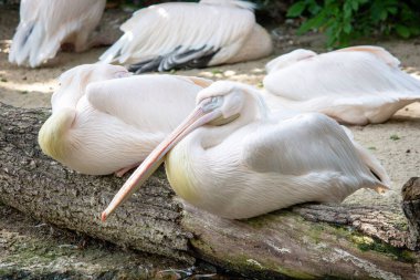 Sahilde yatan bir grup Avustralyalı pelikan, Pelecanus conspicillatus