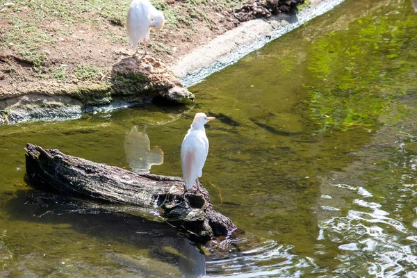 Aigrette Bétail Bubulcus Ibis Est Une Espèce Cosmopolite Héron Famille — Photo