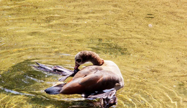 Imagen Ganso Egipcio Nadador Latín Alopochen Aegyptiaca — Foto de Stock