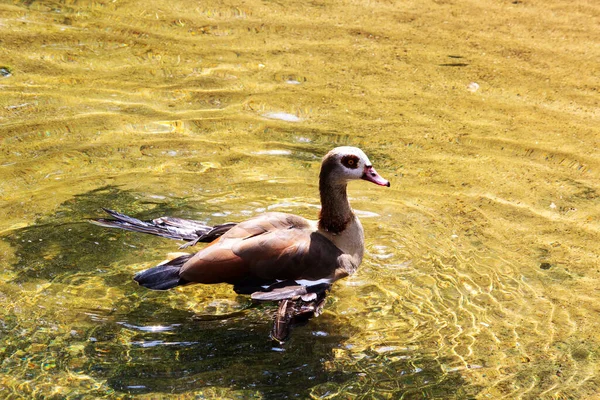 Yüzen bir Mısır kazının yan görünüşü, Latin alopochen aegyptiaca