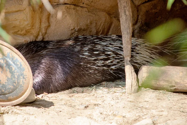 Porc Épic Crête Indienne Hystrix Indica Est Une Espèce Rongeur — Photo