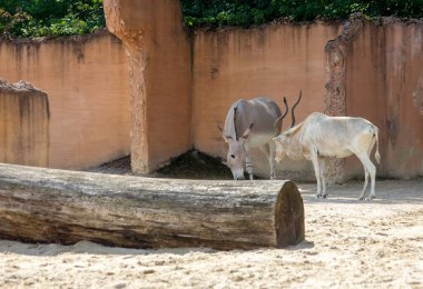 Image from a Somali wild ass and an Addax face each other curiously