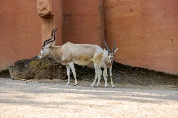 İki addax görüntüsü, beyaz antilop ve Screwhorn antilobu olarak da bilinir.