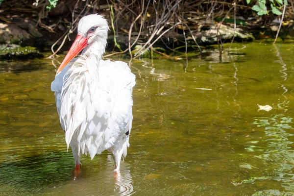 View Stork Standing Water Pond — Stock Photo, Image