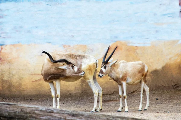 Beyaz antilop ve Screwhorn antilobu Addax nasomaculatus olarak da bilinen iki Addax 'ın yan görüntüsü