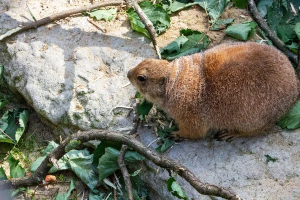 Uitzicht Een Prairiehond Die Bladeren Eet — Stockfoto