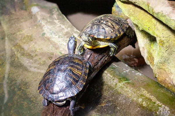 Bir dalın üzerinde duran iki gözleme kaplumbağasının görüntüsü, Malacochersus tornieri