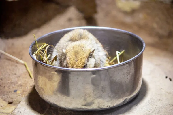 Vista Una Rata Arena Gorda Mientras Come Tazón Libre Psammomys — Foto de Stock