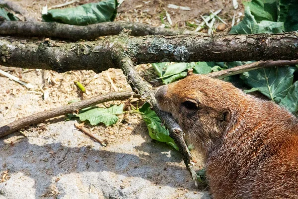 Imágenes Perro Pradera Cola Negra Royendo Una Rama — Foto de Stock