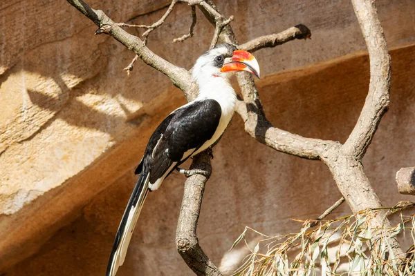 Kép Egy Von Der Deckens Hornbill Egy Ágon Egy Hornbill — Stock Fotó