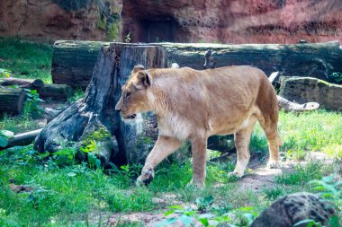 Kuzey Afrika 'daki Panthera Leo nüfusunun Barbar bir dişi aslanının yan görünüşü