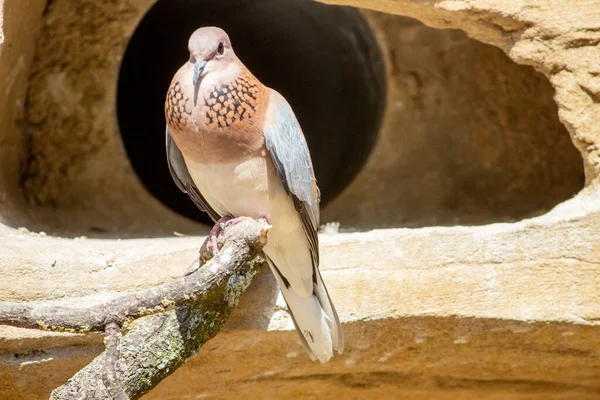 Front View Laughing Pigeon Sitting Branch Spilopelia Senegalensis — Stock Photo, Image