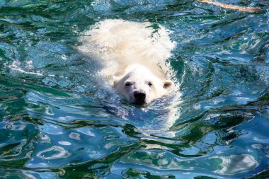 Yüzerken genç bir kutup ayısının ön görüntüsü, bilimsel adı Ursus Maritimus