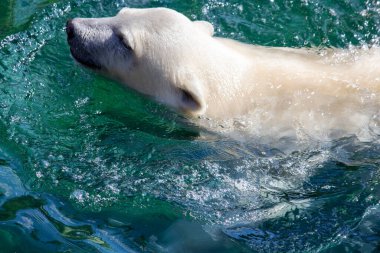 Genç bir kutup ayısının yüzüşünün, bilimsel adı Ursus Maritimus.