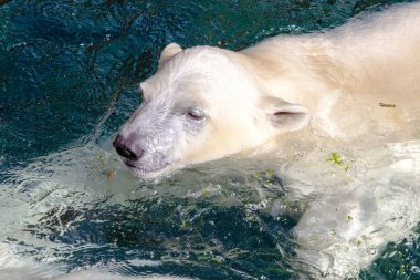 Yüzerken çekilmiş genç bir kutup ayısı resmi, bilimsel adı Ursus Maritimus.