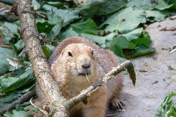 Imagen Perro Pradera Cola Negra Observando Sus Alrededores Cynomys Ludovicianus — Foto de Stock