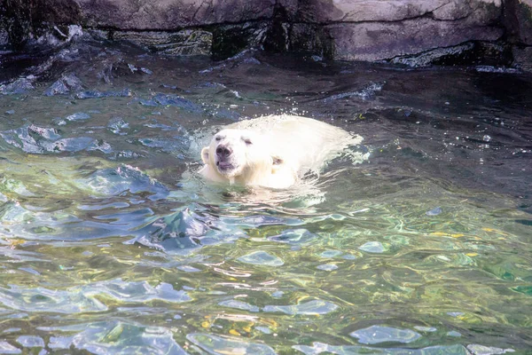 Yüzerken Genç Bir Kutup Ayısının Görüntüsü Bilimsel Adı Ursus Maritimus — Stok fotoğraf