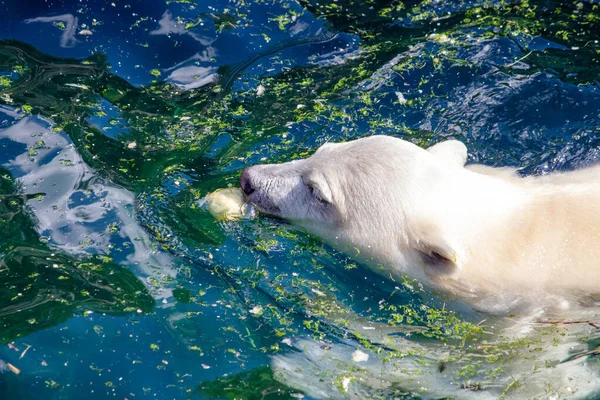 Genç Bir Kutup Ayısının Yüzüşünün Bilimsel Adı Ursus Maritimus — Stok fotoğraf