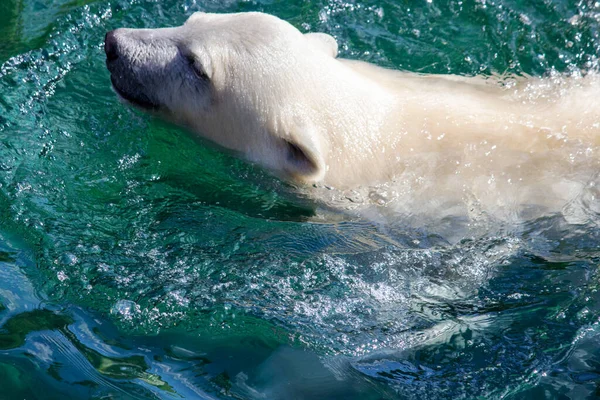 Genç bir kutup ayısının yüzüşünün, bilimsel adı Ursus Maritimus.