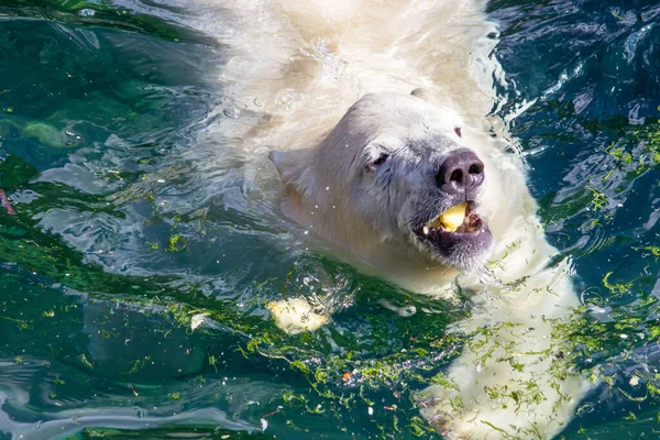 Передній Вигляд Молодого Білого Ведмедя Яблуком Роті Наукова Назва Ursus — стокове фото