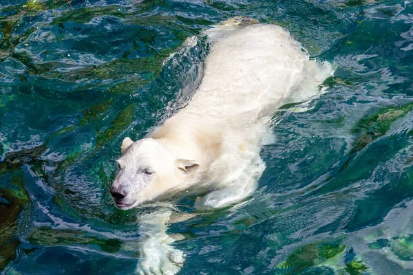 Передній Погляд Молодого Білого Ведмедя Під Час Плавання Наукова Назва — стокове фото