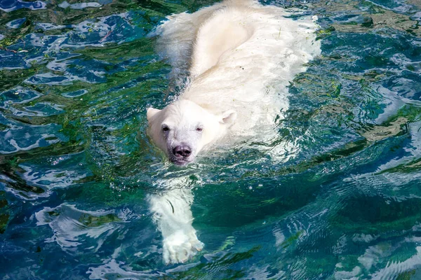 Вид Молодого Білого Ведмедя Під Час Плавання Наукова Назва Ursus — стокове фото
