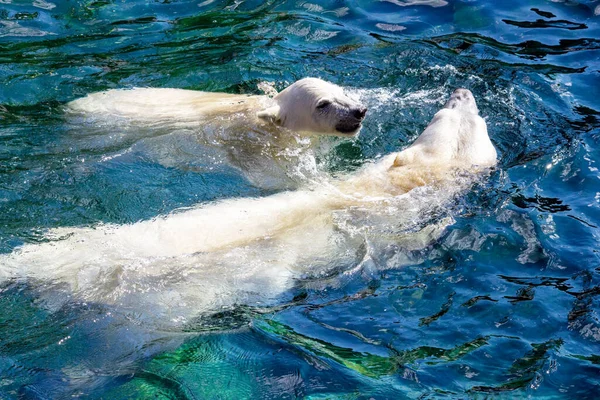 Вид Двох Полярних Ведмедів Дитинча Матір Під Час Плавання Sus — стокове фото
