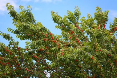 Meyve ağacında kırmızı kiraz.