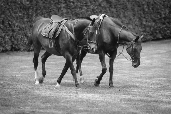 フィールドに 2 頭の馬 — ストック写真