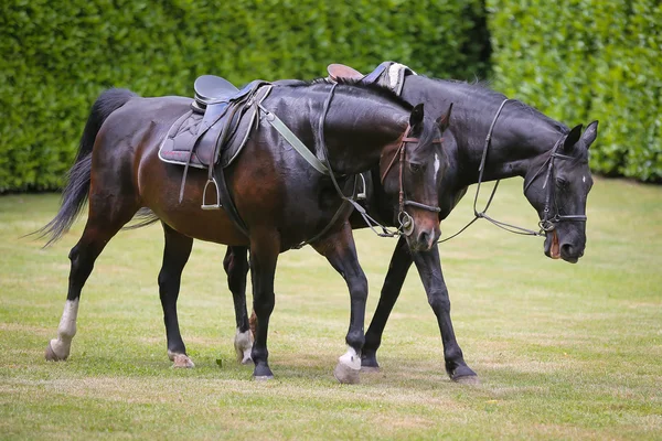 Dois cavalos nos campos — Fotografia de Stock