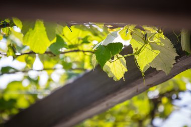 Güzel asma Sarmaşık