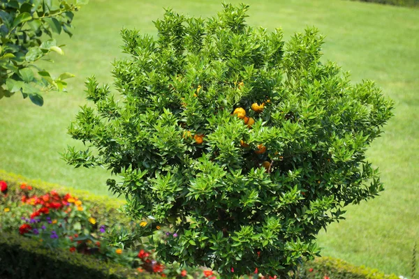 Lemon tree with yellow lemons — Stock Photo, Image