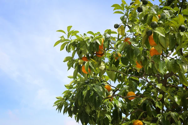 Limone con limoni gialli Foto Stock Royalty Free