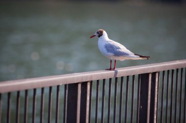 Martı. Lake Como, İtalya