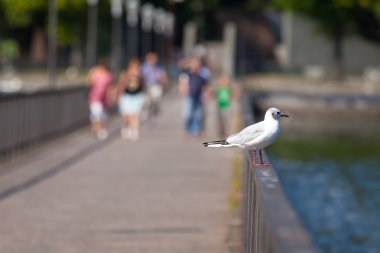 Martı. Lake Como, İtalya