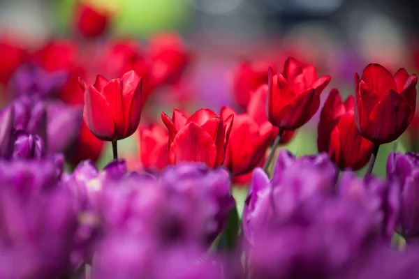 Colorful Spring Tulips in a garden — Stock Photo, Image