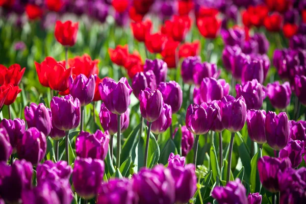 Colorful Spring Tulips in a garden — Stock Photo, Image