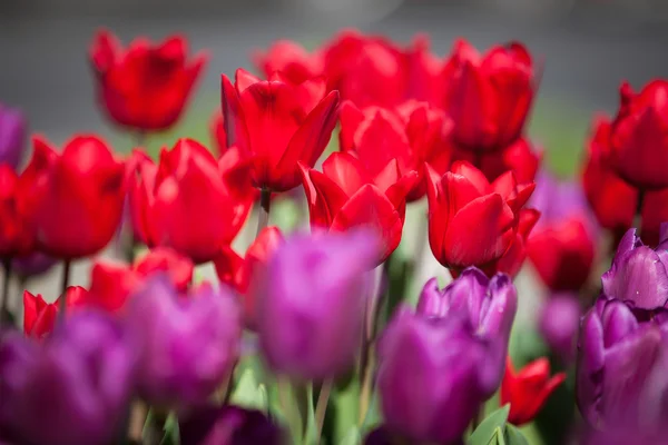 Colorful Spring Tulips in a garden — Stock Photo, Image