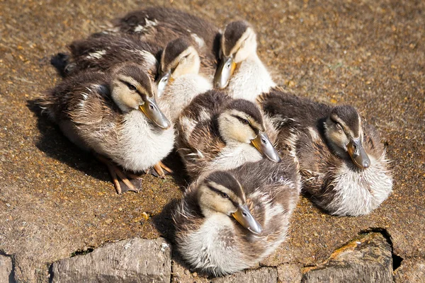 Little Ducklings at Lake Como — Stok Foto