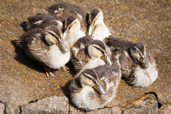 Little Ducklings at Lake Como — Stock Photo, Image